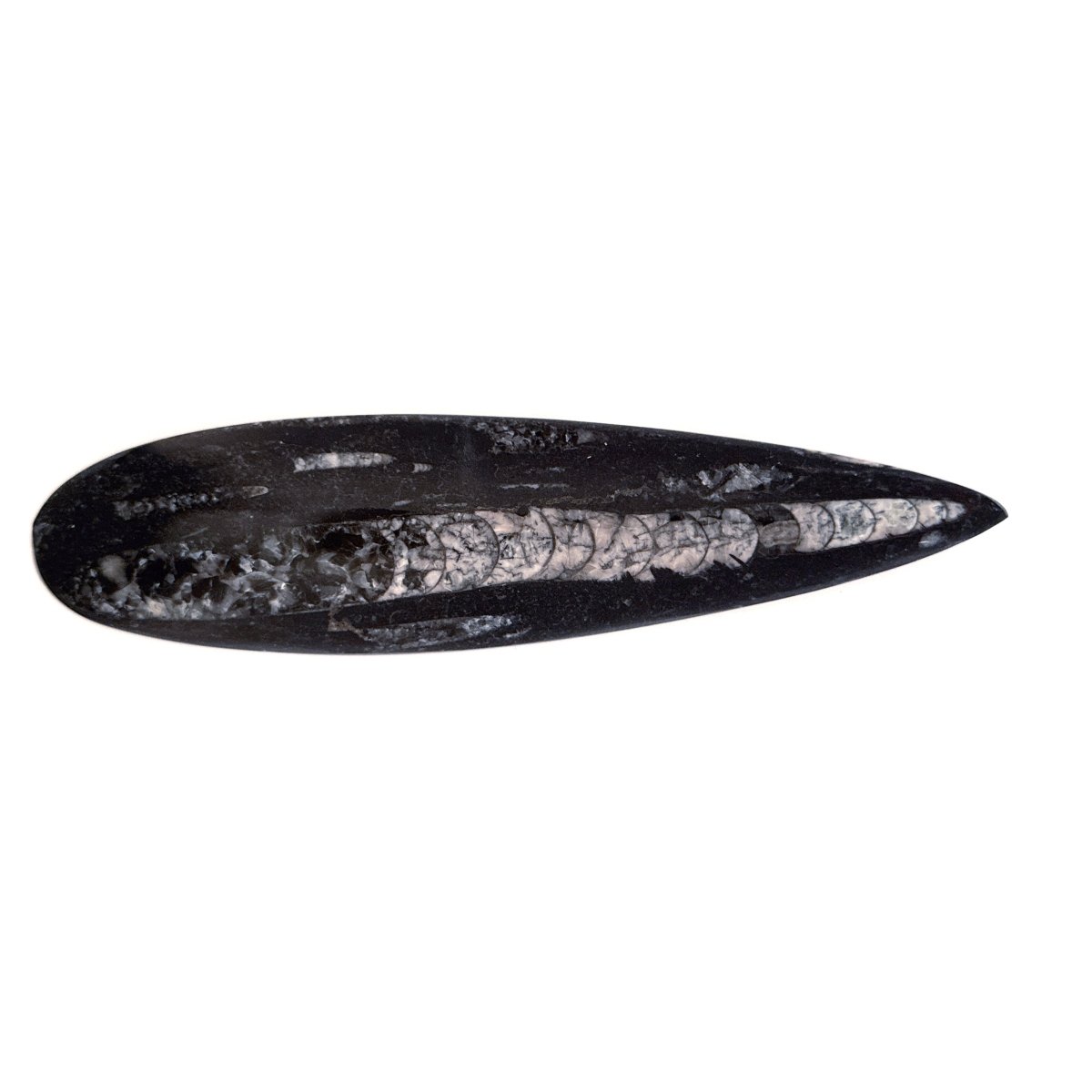 Orthoceras Fossil Polished (between 5.00" & 6.00") - Devonian, Morocco - FossilsAndMore