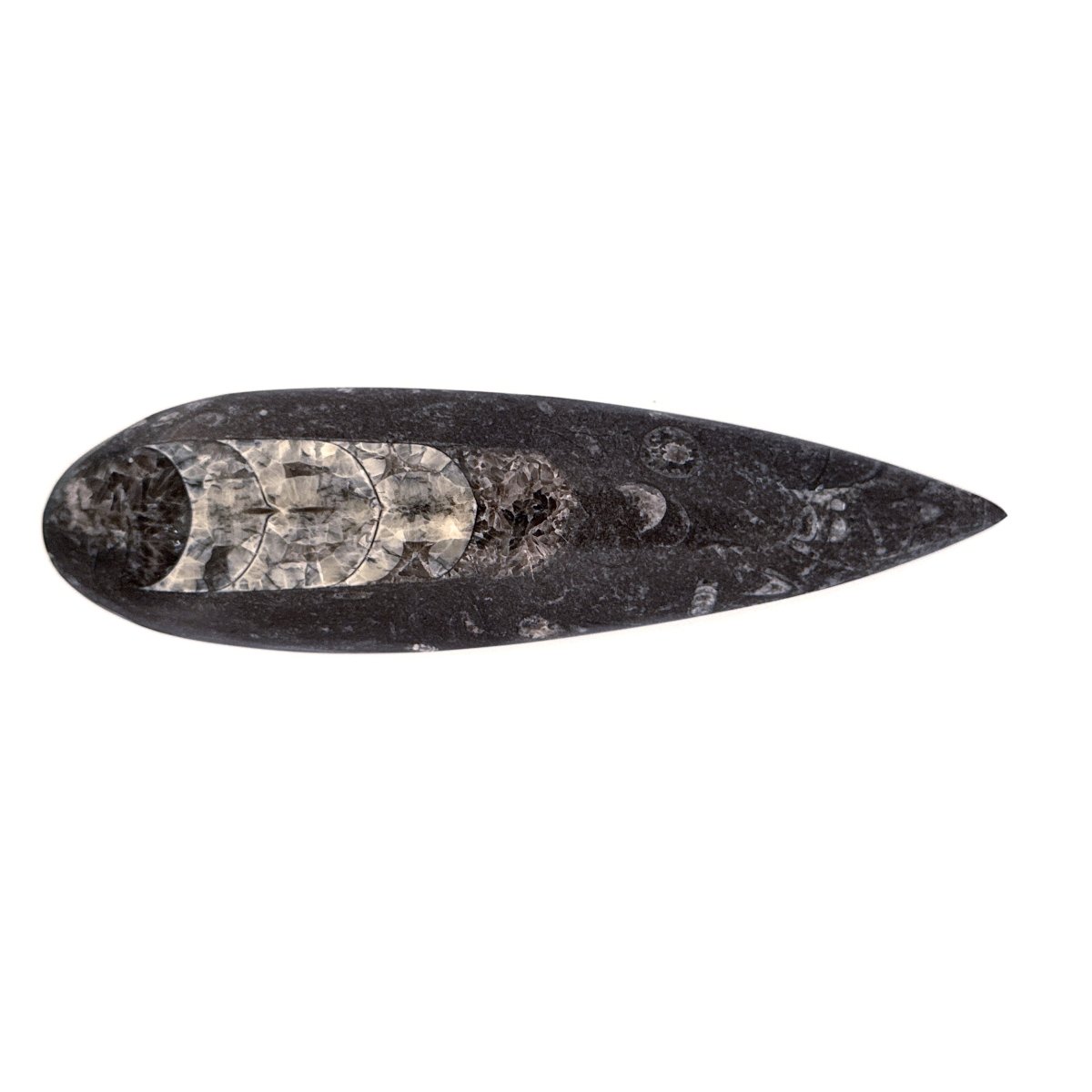 Orthoceras Fossil Polished (between 5.00" & 6.00") - Devonian, Morocco - FossilsAndMore