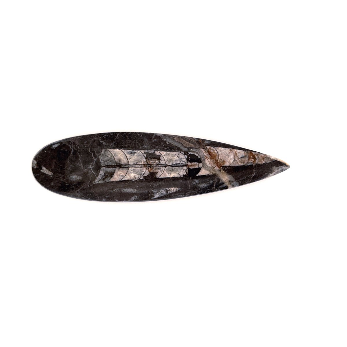 Orthoceras Fossil Polished (between 5.00" & 6.00") - Devonian, Morocco - FossilsAndMore