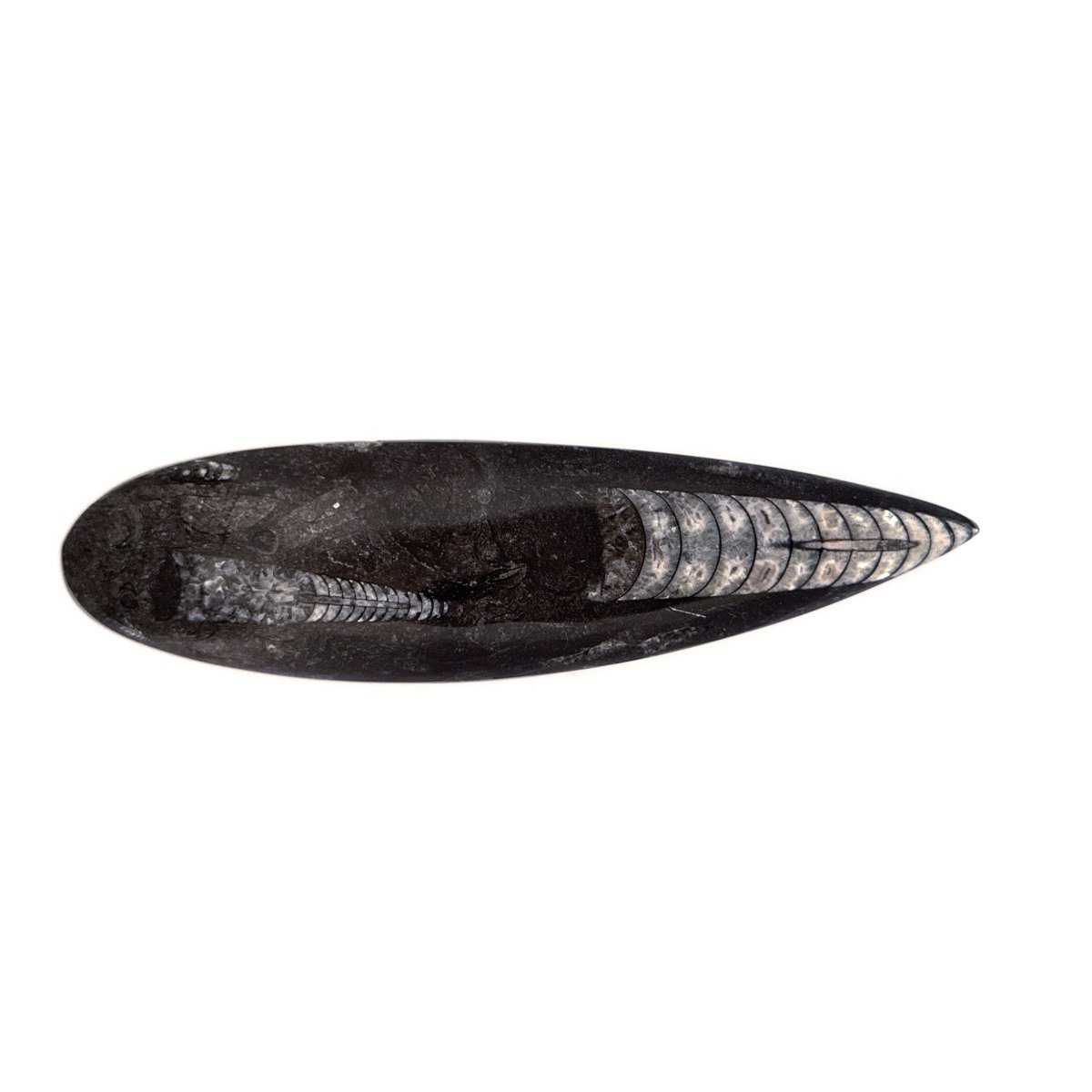 Orthoceras Fossil Polished (between 5.00" & 6.00") - Devonian, Morocco - FossilsAndMore