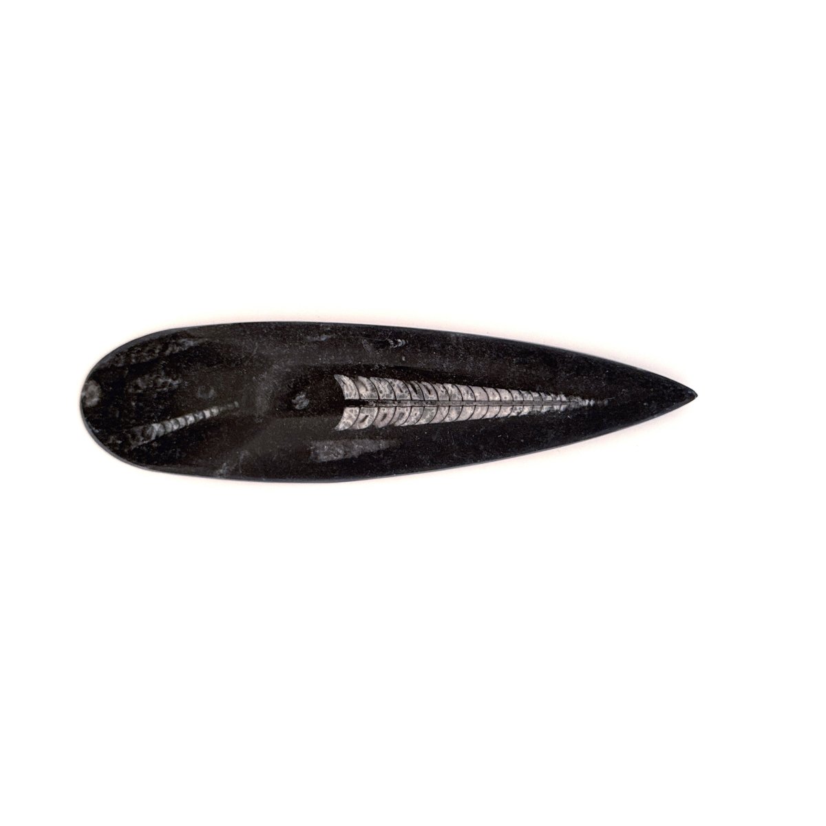 Orthoceras Fossil Polished (between 5.00" & 6.00") - Devonian, Morocco - FossilsAndMore