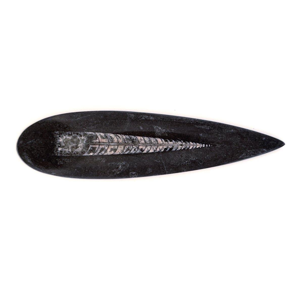 Orthoceras Fossil Polished (between 5.00" & 6.00") - Devonian, Morocco - FossilsAndMore