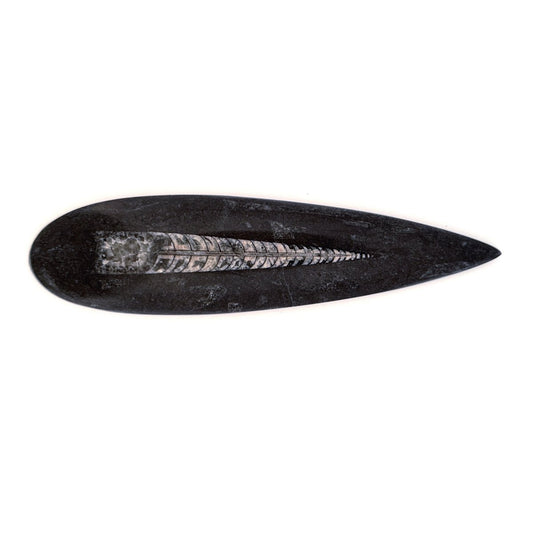 Orthoceras Fossil Polished (between 5.00" & 6.00") - Devonian, Morocco - FossilsAndMore
