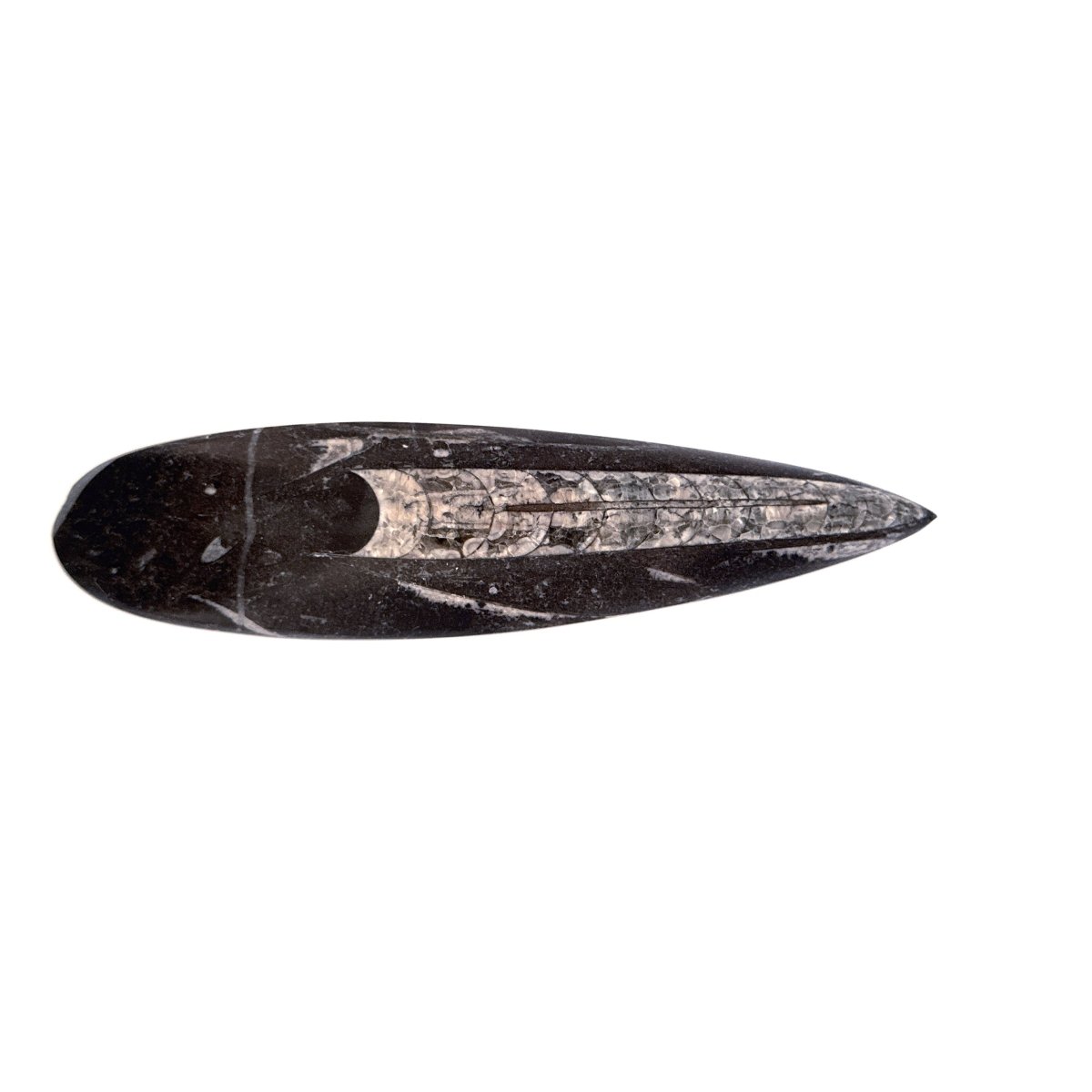 Orthoceras Fossil Polished (between 5.00" & 6.00") - Devonian, Morocco - FossilsAndMore