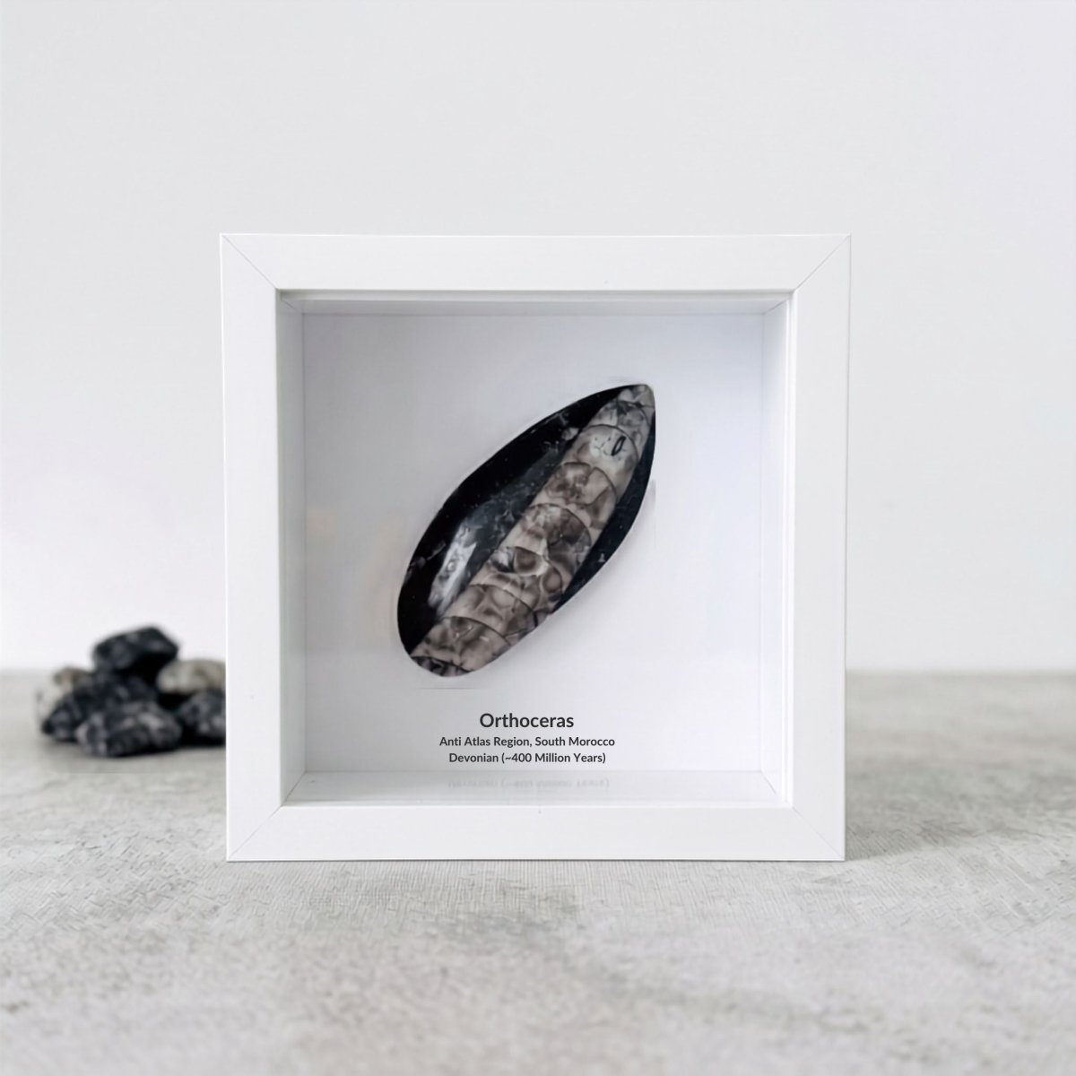 Orthoceras Polished Fossil Deep Box Frame - FossilsAndMore
