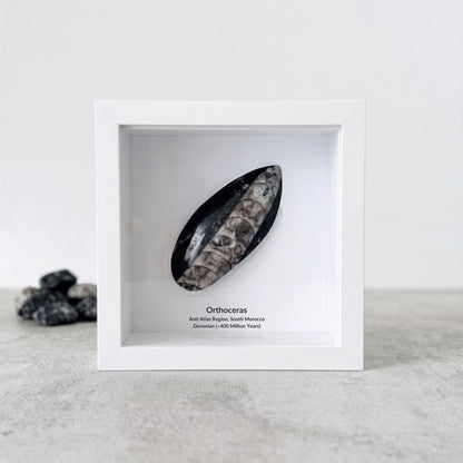 Orthoceras Polished Fossil Deep Box Frame - FossilsAndMore