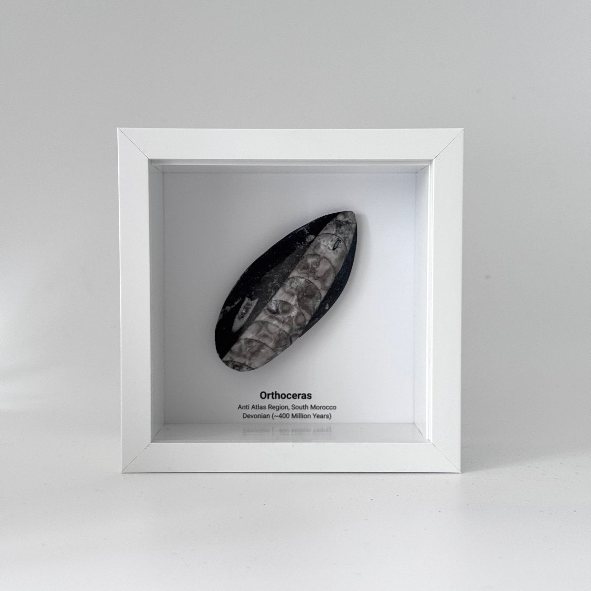 Orthoceras Polished Fossil Deep Box Frame - FossilsAndMore