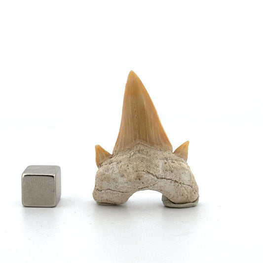 Otodus obliquus Fossil Shark Tooth from Eocene, Morocco | 1.64" - FossilsAndMore