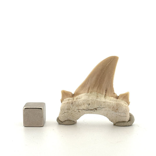 Otodus obliquus Fossil Shark Tooth from Eocene, Morocco | 1.66" - FossilsAndMore