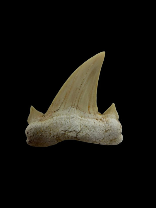 Otodus obliquus Fossil Shark Tooth from Eocene, Morocco | 1.69" - FossilsAndMore