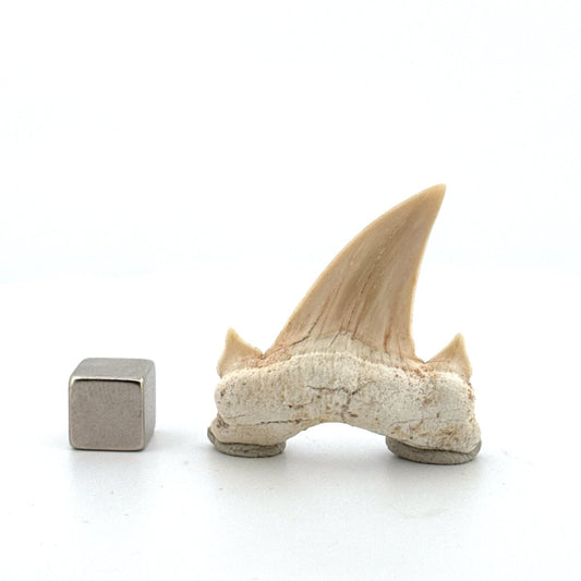 Otodus obliquus Fossil Shark Tooth from Eocene, Morocco | 1.69" - FossilsAndMore