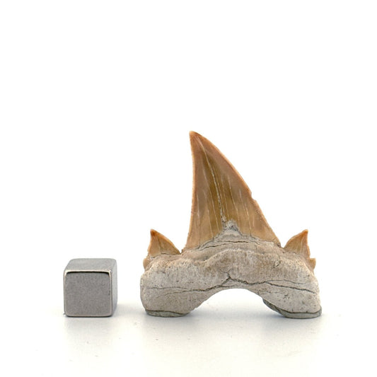 Otodus obliquus Fossil Shark Tooth from Eocene, Morocco | 1.72" - FossilsAndMore
