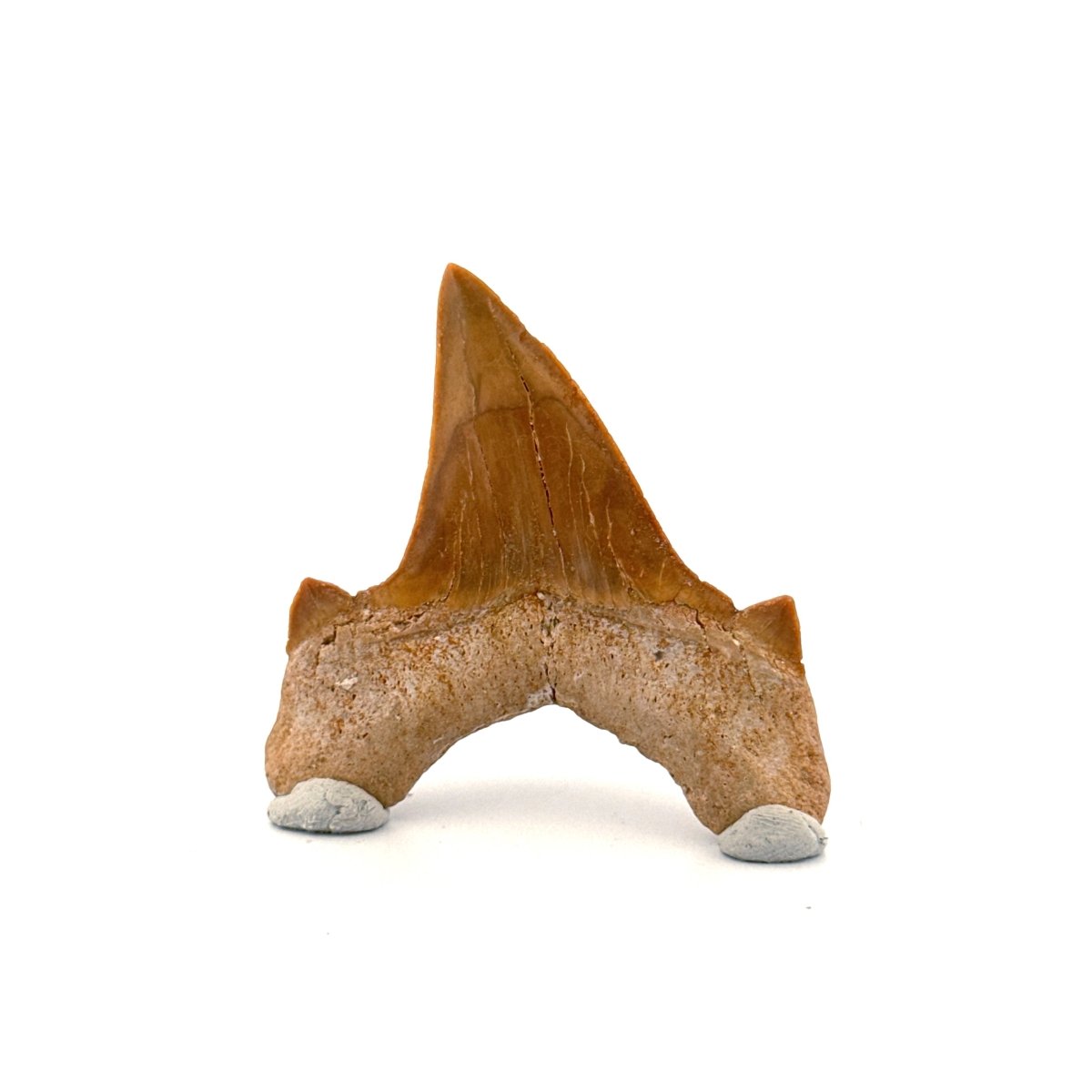 Otodus obliquus Fossil Shark Tooth from Eocene, Morocco (2.26") - FossilsAndMore