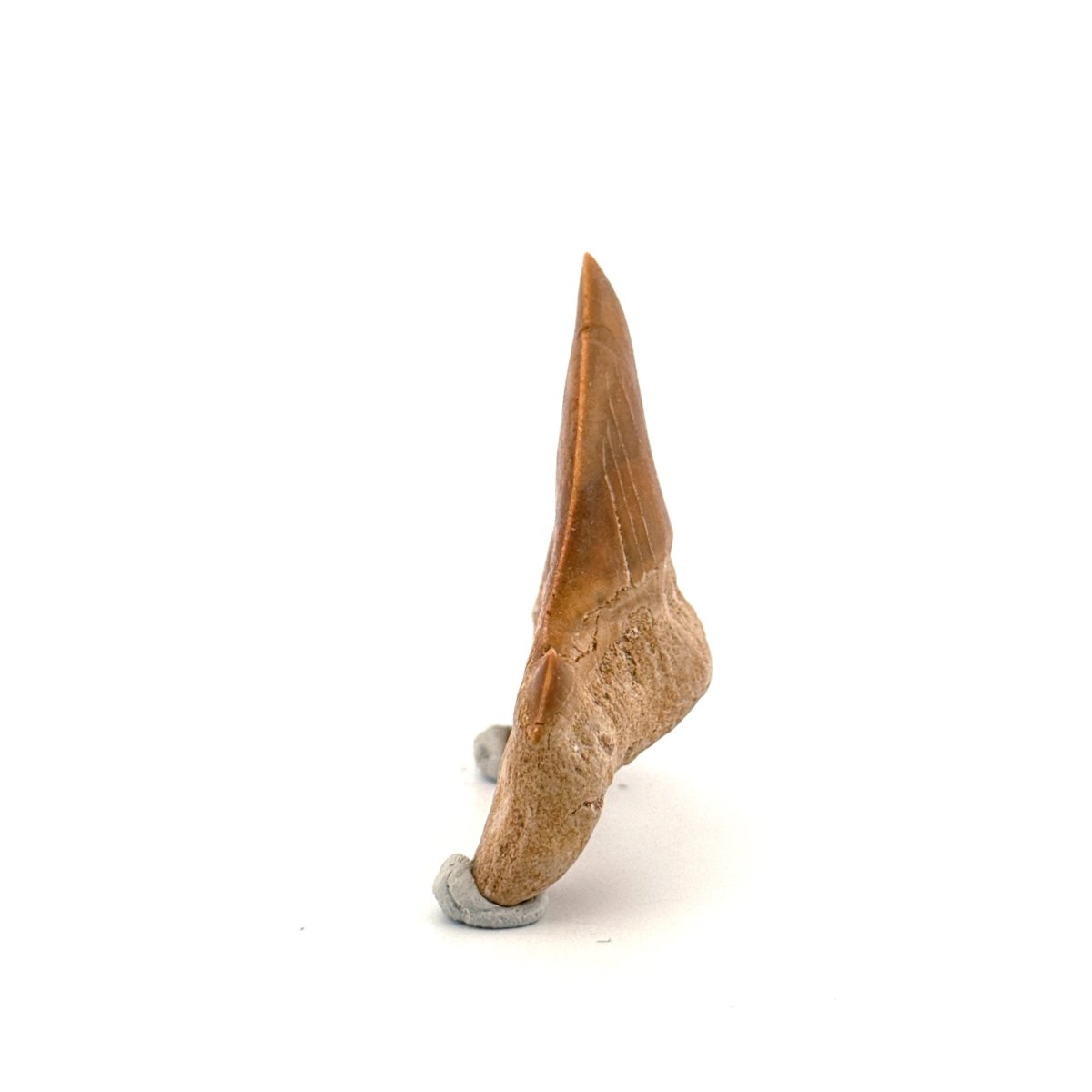 Otodus obliquus Fossil Shark Tooth from Eocene, Morocco (2.26") - FossilsAndMore