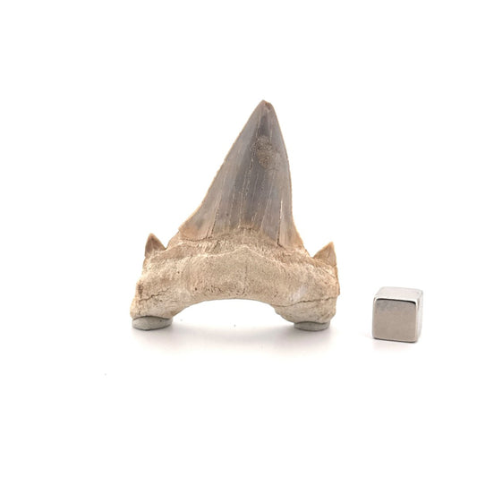 Otodus obliquus Fossil Shark Tooth from Eocene, Morocco (2.33") - FossilsAndMore