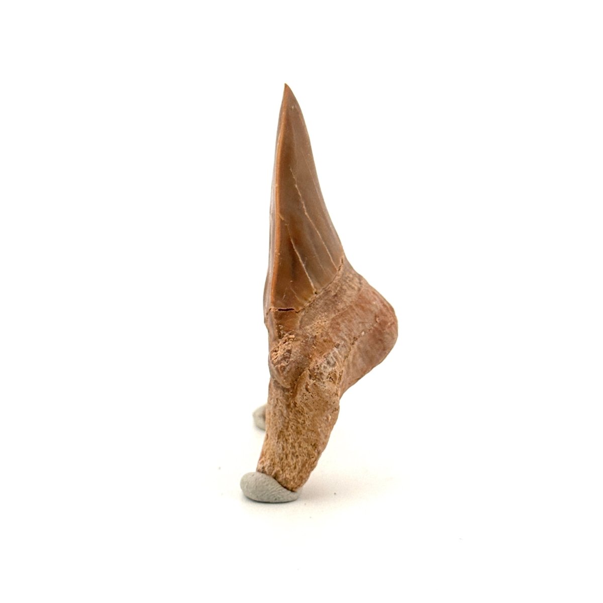 Otodus obliquus Fossil Shark Tooth from Eocene, Morocco (2.51") - FossilsAndMore