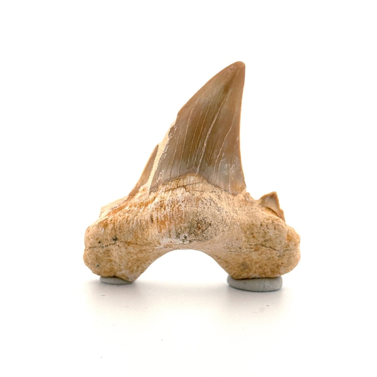 Otodus obliquus Fossil Shark Tooth from Eocene, Morocco (2.81") - FossilsAndMore