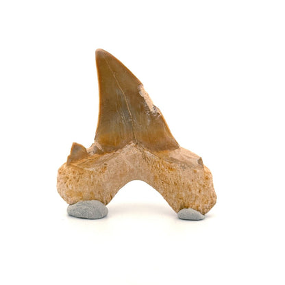 Otodus obliquus Fossil Shark Tooth from Eocene, Morocco (2.81") - FossilsAndMore