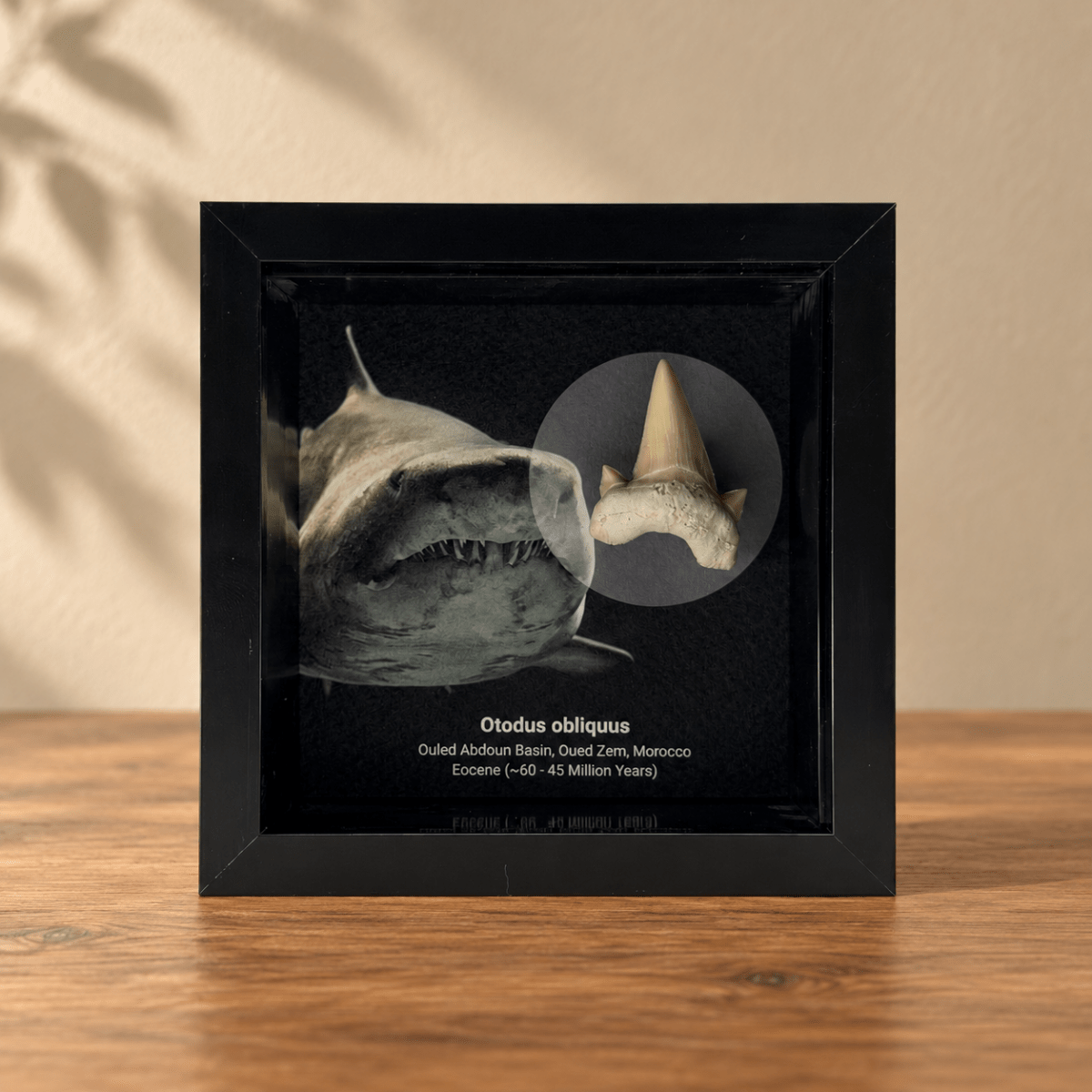 Otodus obliquus Shark Tooth in Shadow Box Frame - FossilsAndMore