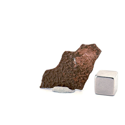 Oviraptor Species Eggshell fragment (1.43"), Dinosaur fossil from China - FossilsAndMore