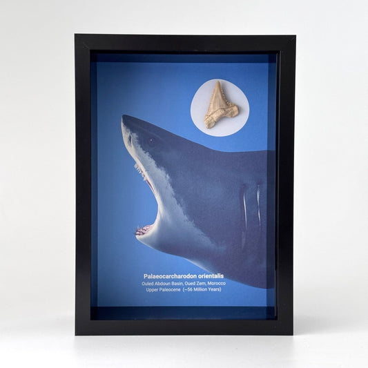 Palaeocarcharodon orientalis Fossil Shark Tooth in Large Deep Box Frame - FossilsAndMore