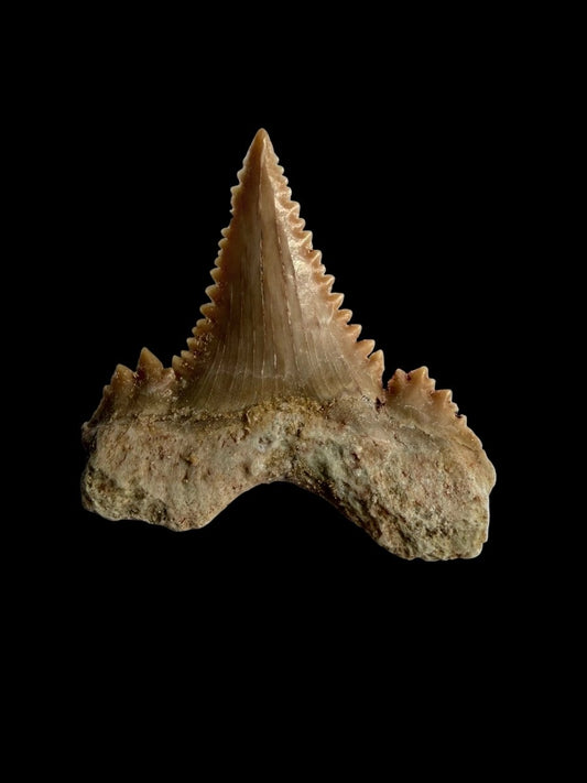 Palaeocarcharodon orientalis Fossil Tooth from Morocco | 1.31" - FossilsAndMore