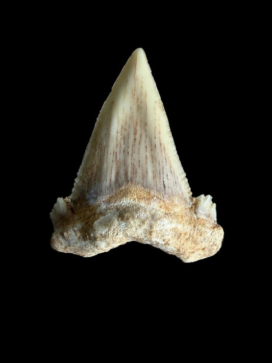 Palaeocarcharodon orientalis Fossil Tooth from Morocco | 1.66" - FossilsAndMore