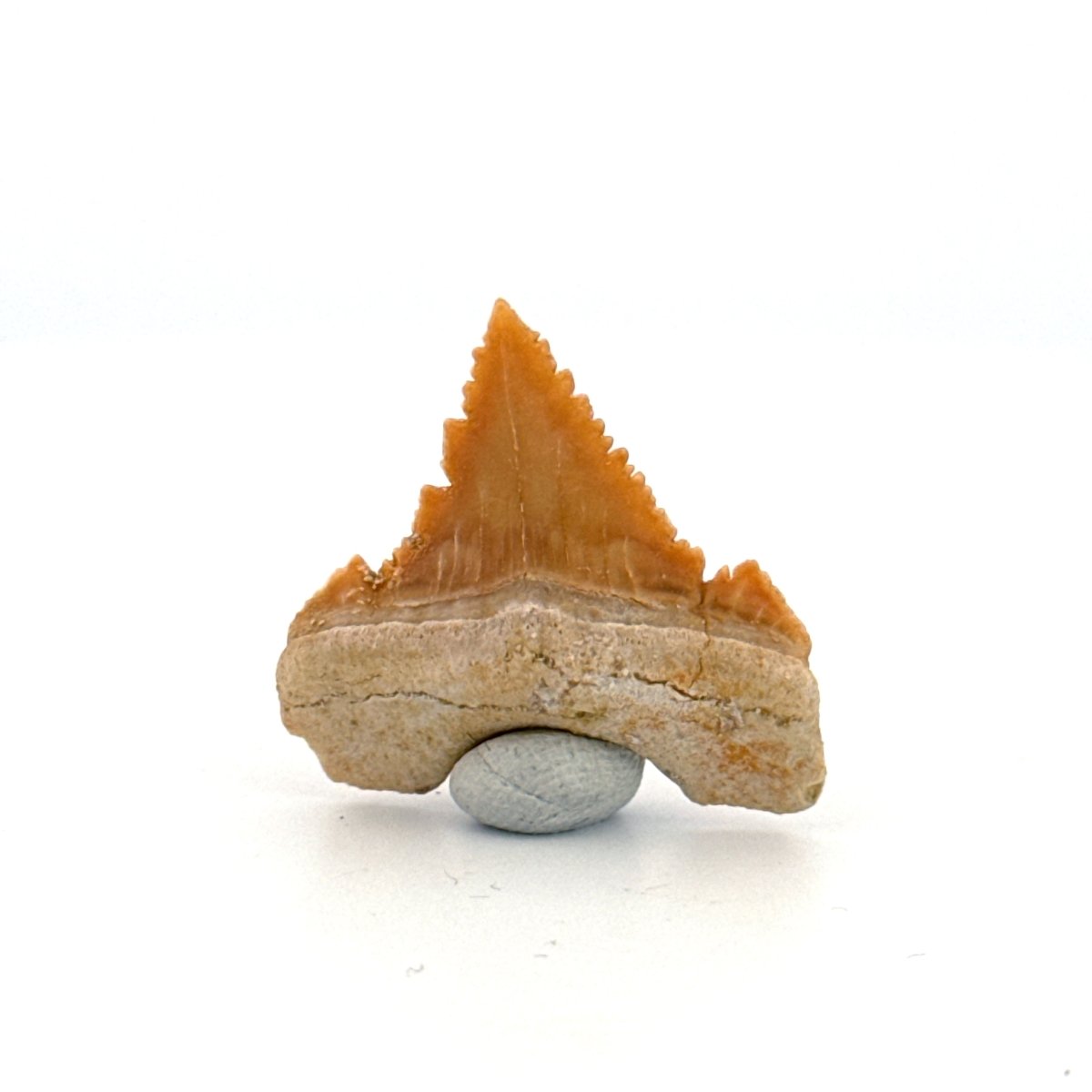 Palaeocarcharodon orientalis Tooth (1.13") from Morocco - FossilsAndMore