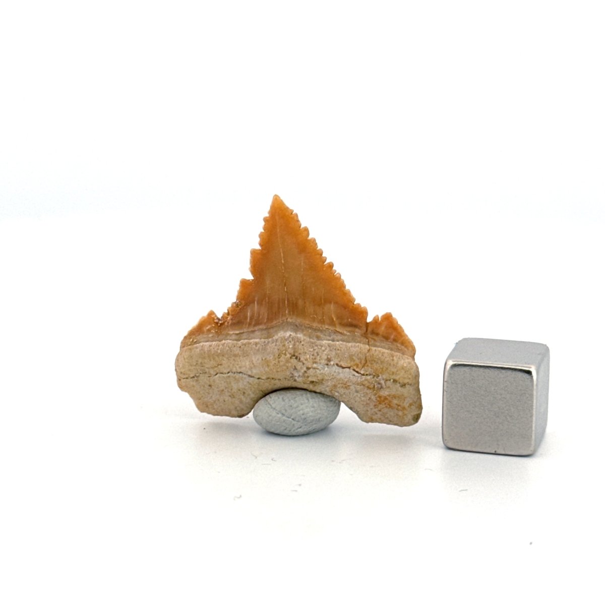 Palaeocarcharodon orientalis Tooth (1.13") from Morocco - FossilsAndMore