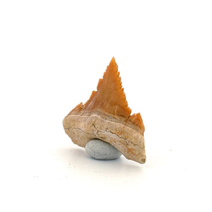 Palaeocarcharodon orientalis Tooth (1.13") from Morocco - FossilsAndMore