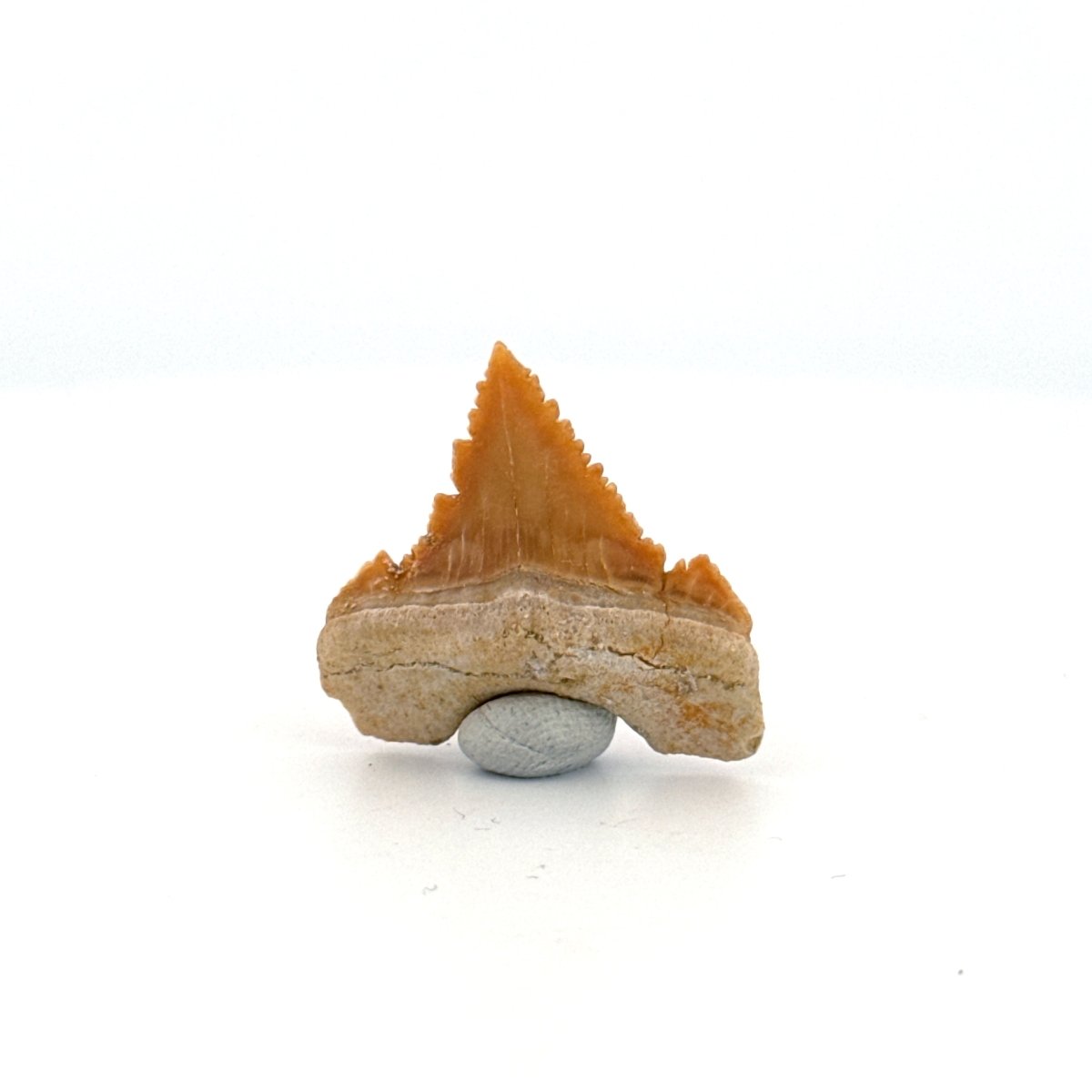 Palaeocarcharodon orientalis Tooth (1.13") from Morocco - FossilsAndMore