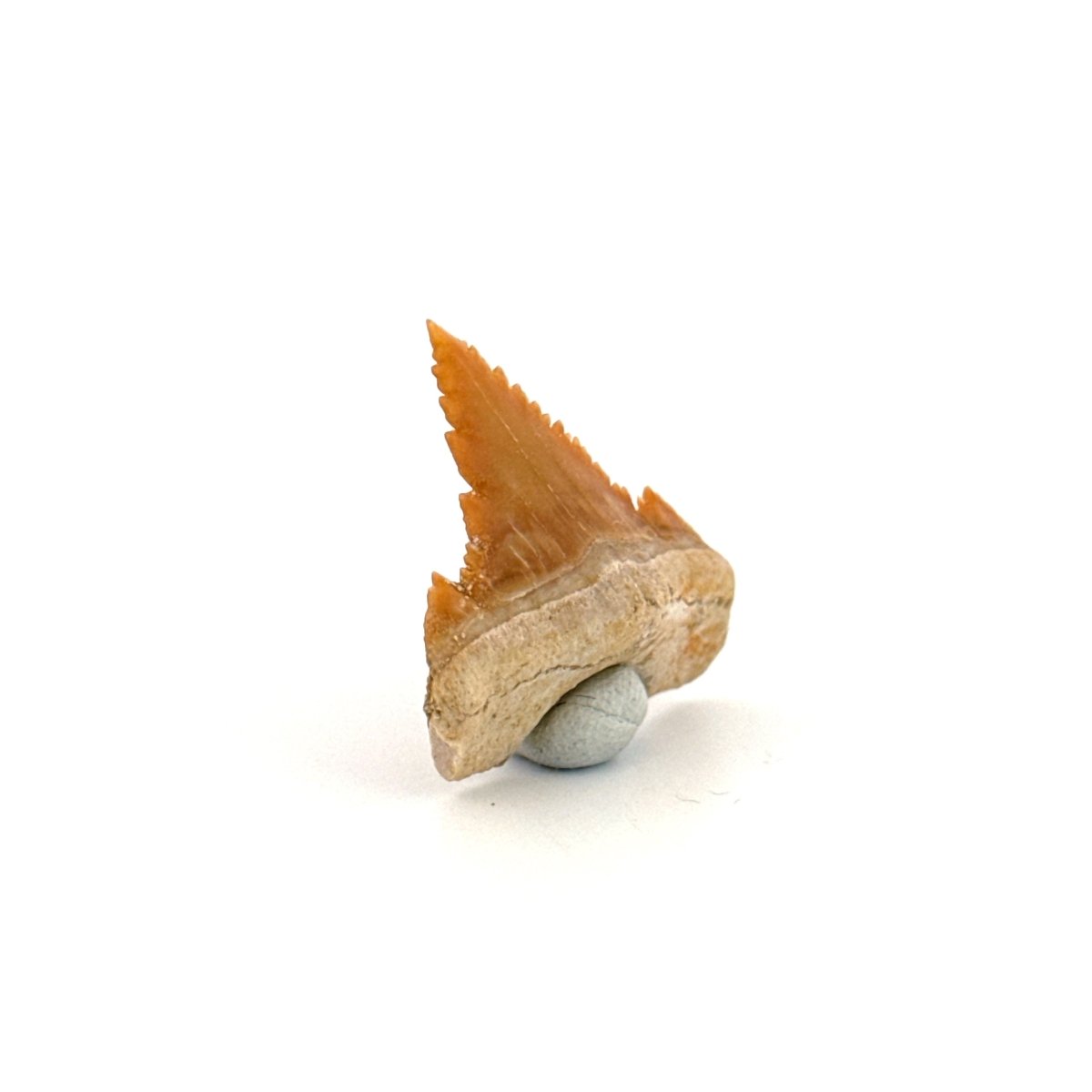 Palaeocarcharodon orientalis Tooth (1.13") from Morocco - FossilsAndMore