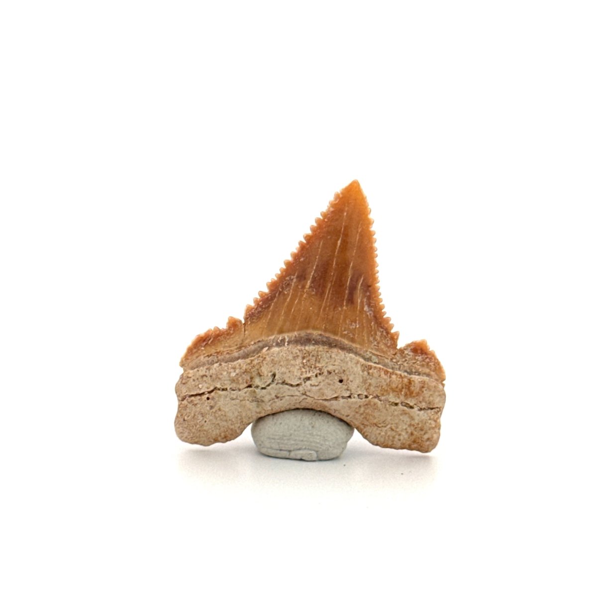 Palaeocarcharodon orientalis Tooth (1.22") from Morocco - FossilsAndMore