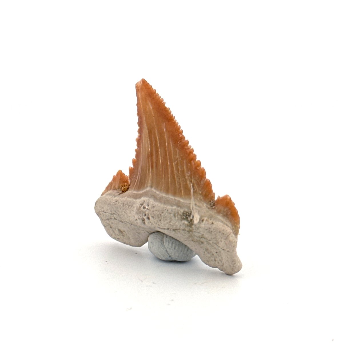 Palaeocarcharodon orientalis Tooth (1.36") from Morocco - FossilsAndMore