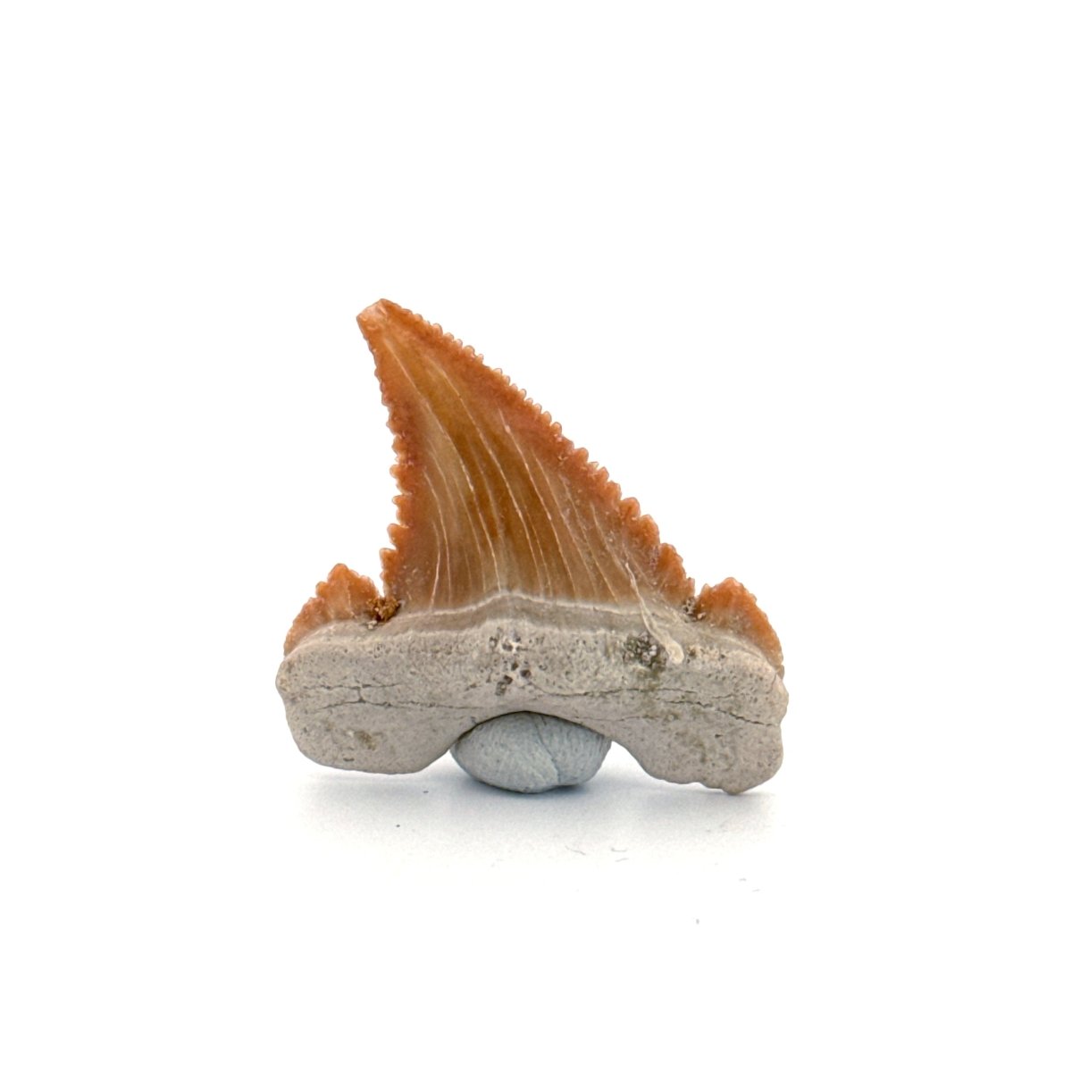 Palaeocarcharodon orientalis Tooth (1.36") from Morocco - FossilsAndMore
