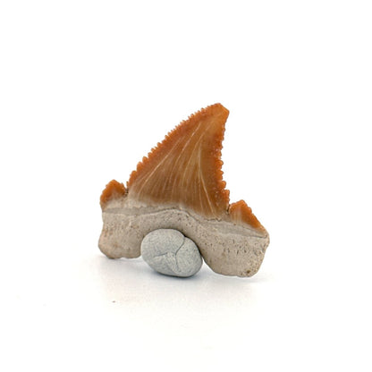 Palaeocarcharodon orientalis Tooth (1.36") from Morocco - FossilsAndMore