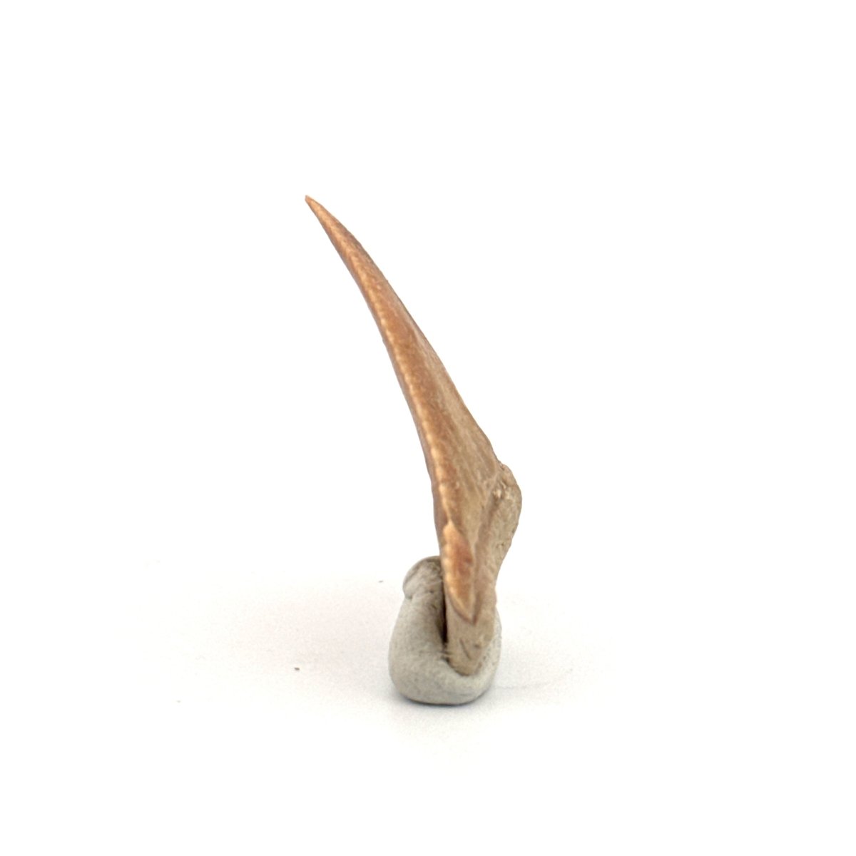 Palaeocarcharodon orientalis Tooth (1.38") from Morocco - FossilsAndMore