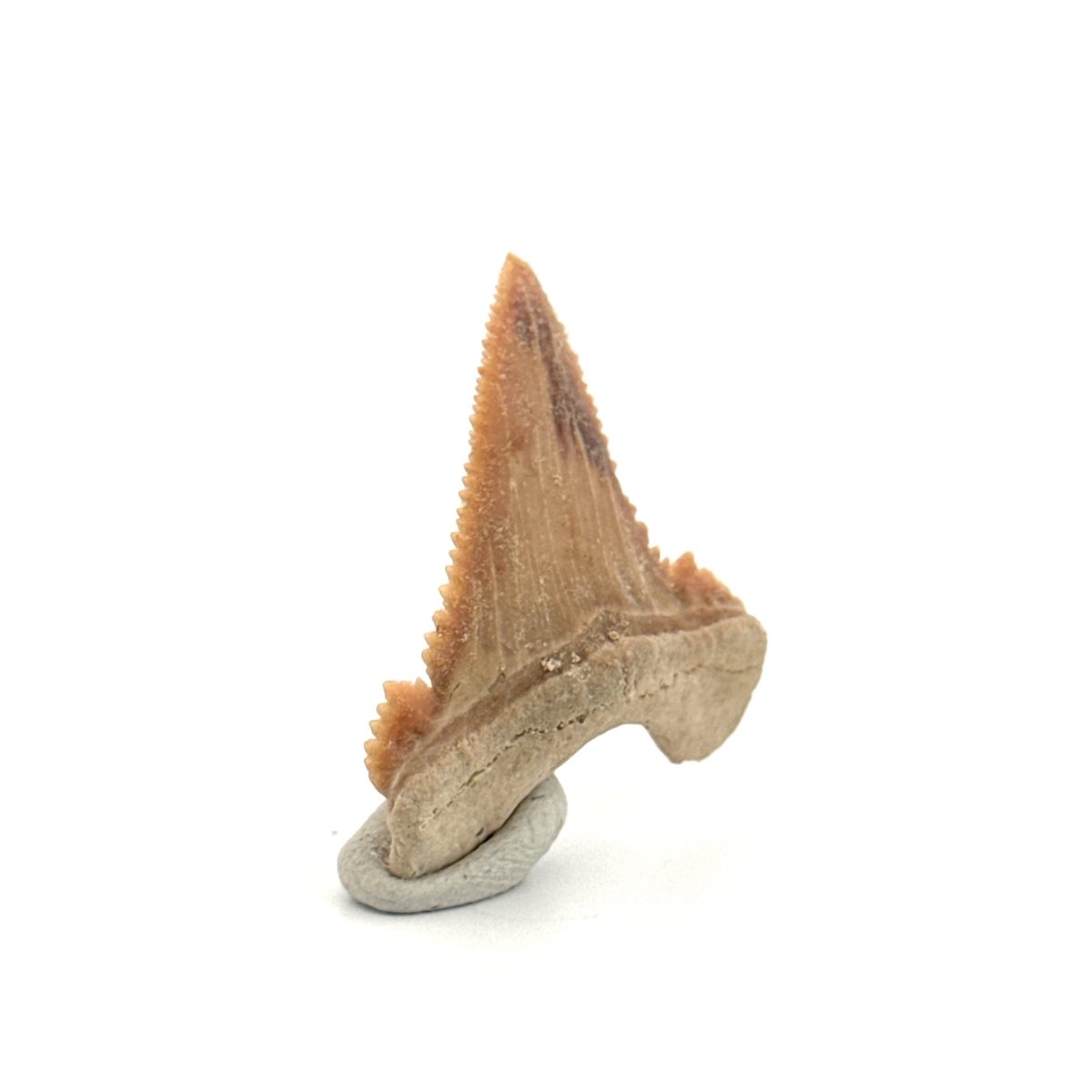 Palaeocarcharodon orientalis Tooth (1.38") from Morocco - FossilsAndMore