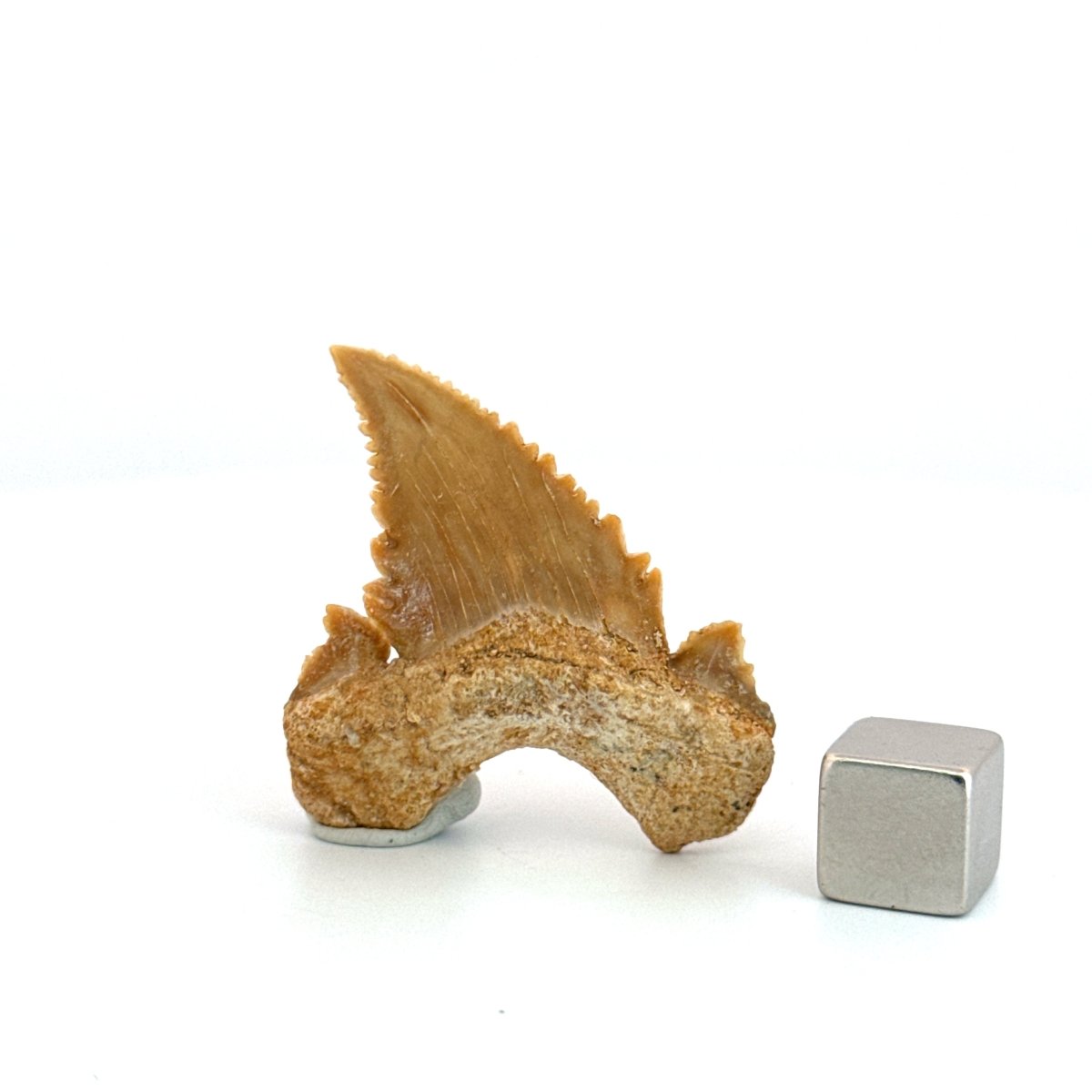 Palaeocarcharodon orientalis Tooth (1.66") from Morocco - FossilsAndMore