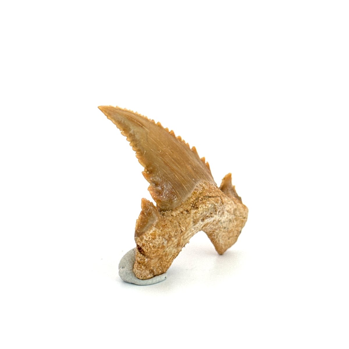Palaeocarcharodon orientalis Tooth (1.66") from Morocco - FossilsAndMore