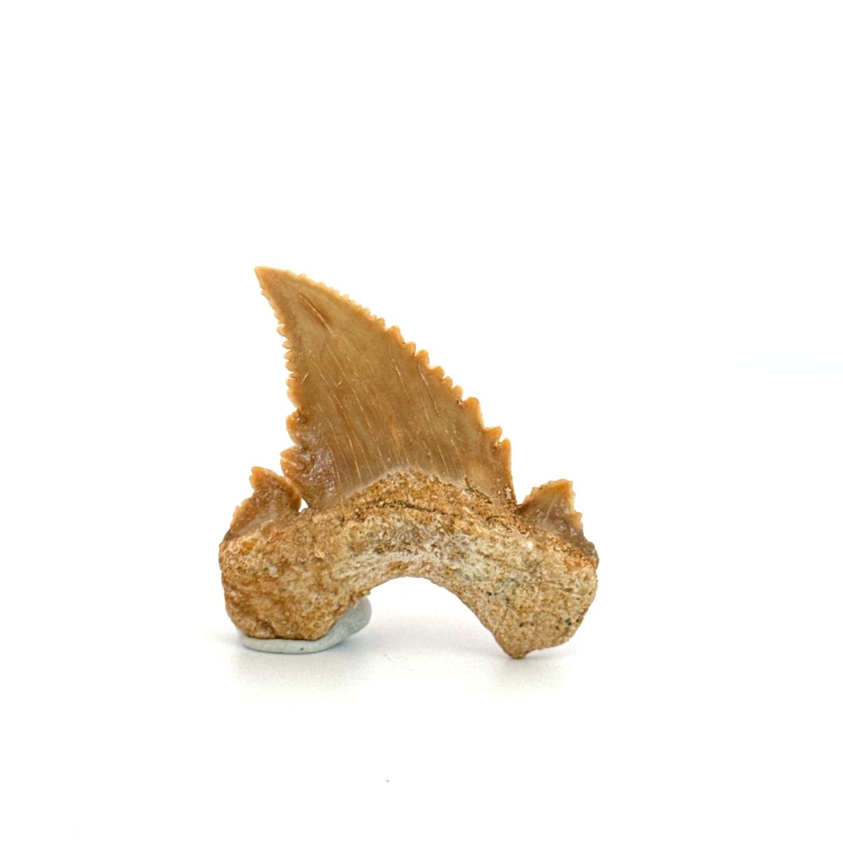 Palaeocarcharodon orientalis Tooth (1.66") from Morocco - FossilsAndMore