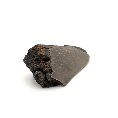 Partial Megalodon Tooth (2.78") from Antwerp Region – Authentic Miocene Shark Fossil - FossilsAndMore
