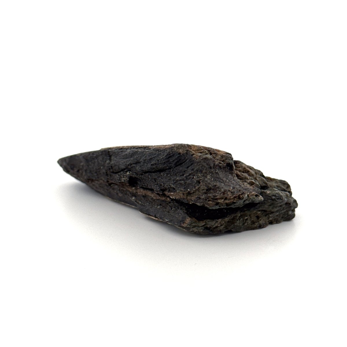 Partial Megalodon Tooth (2.78") from Antwerp Region – Authentic Miocene Shark Fossil - FossilsAndMore