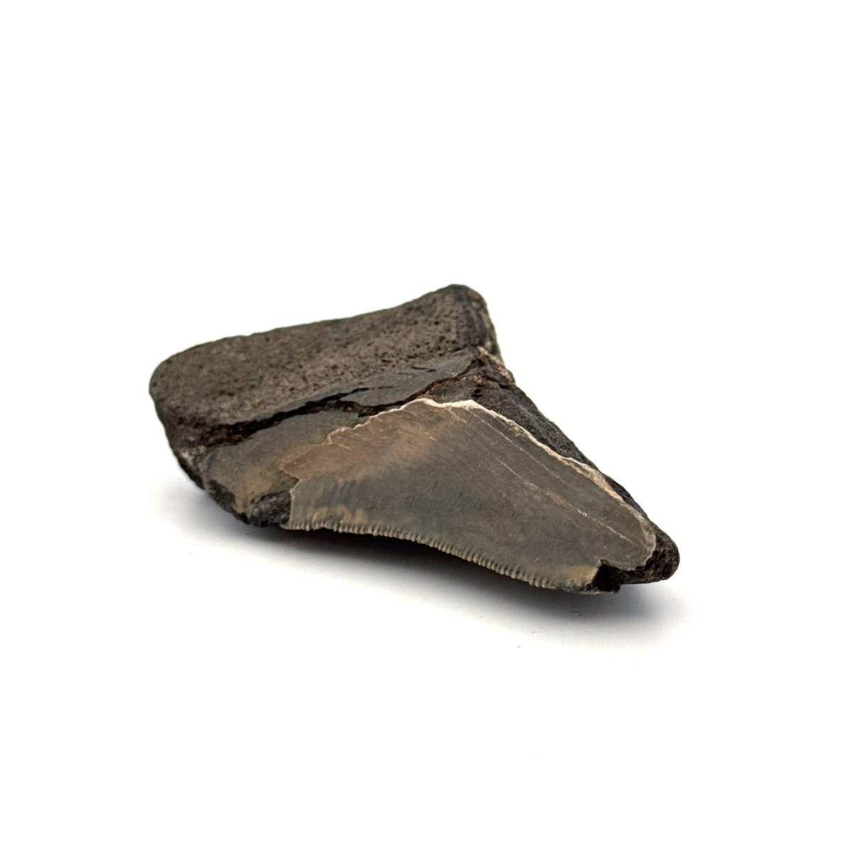 Partial Megalodon Tooth (2.79") from Antwerp Region – Authentic Miocene Shark Fossil - FossilsAndMore