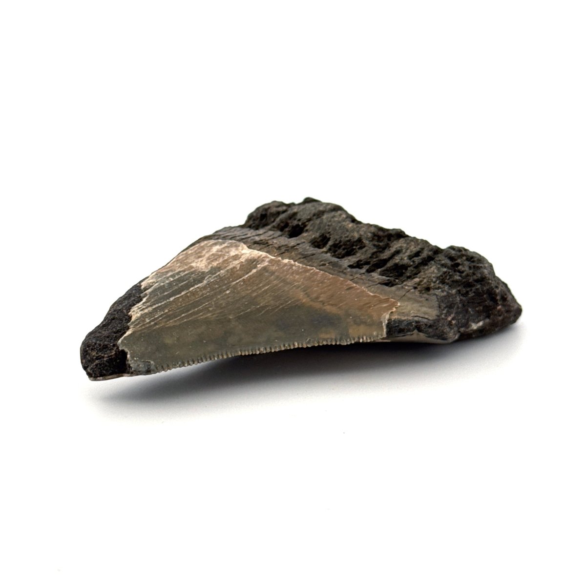 Partial Megalodon Tooth (2.79") from Antwerp Region – Authentic Miocene Shark Fossil - FossilsAndMore