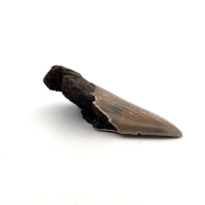 Partial Megalodon Tooth (2.85") from Antwerp Region – Authentic Miocene Shark Fossil - FossilsAndMore