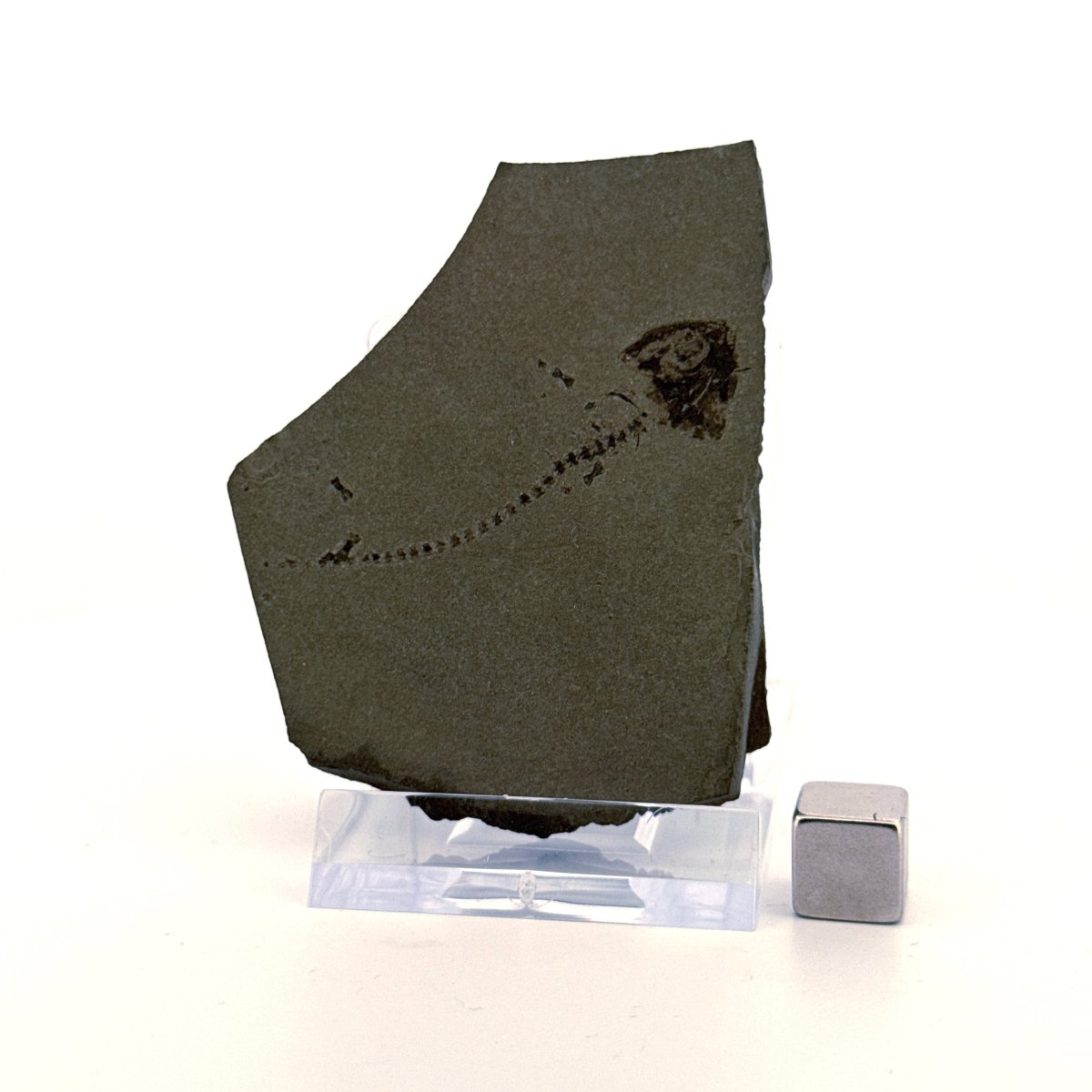 Permian temnospondyl Amphibian Fossil from Germany | 1.73" - FossilsAndMore
