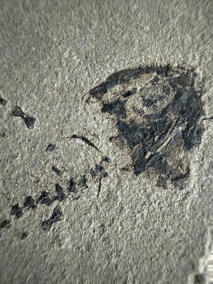Permian temnospondyl Amphibian Fossil from Germany | 1.73" - FossilsAndMore
