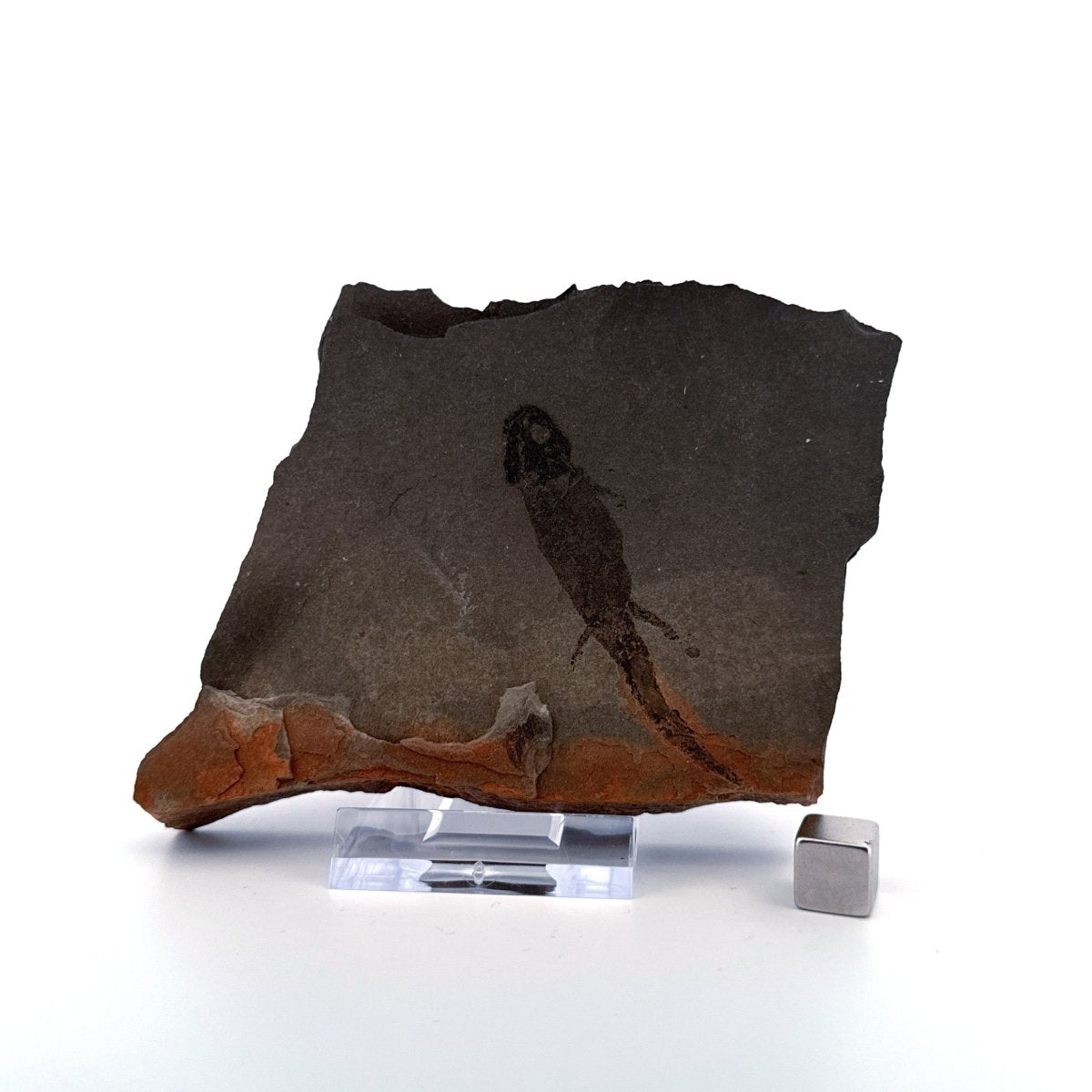 Permian temnospondyl Amphibian Fossil from Germany | 2.36" - FossilsAndMore