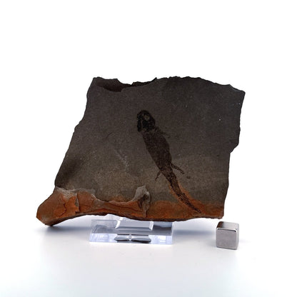 Permian temnospondyl Amphibian Fossil from Germany | 2.36" - FossilsAndMore